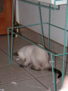 kittens - 071007 48